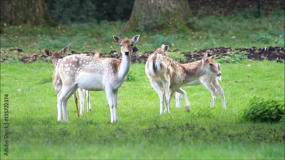 fallow deer in a wildlife park
fallow deer in a wildlife park