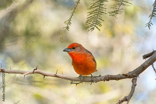 El pájaro rojo está listo para cazar. © jesuschurion57