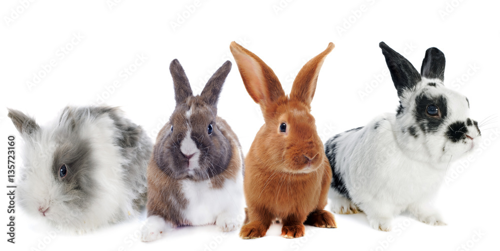 Fototapeta premium group of rabbit