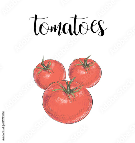 Tomatoes color illustration vector skech. red tomatoes