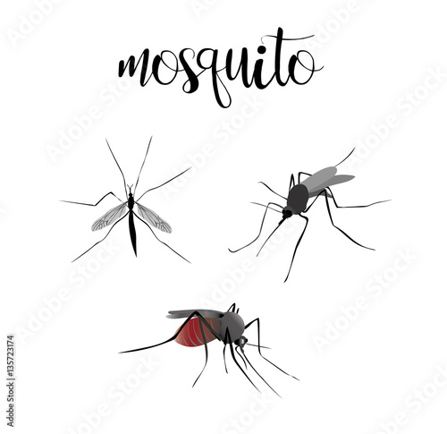 Mosquitoes are blood sucking. Insects set vector mosquitoes coll