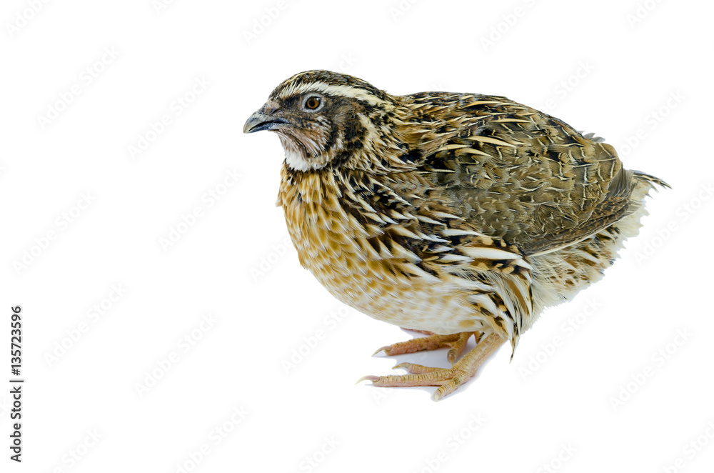 Quail hen isolated on white. Domesticated quails are important agriculture poultry Quail hen isolated on white. Domesticated quails are important agriculture poultry