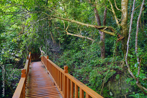 Jungle path in Malaysia  Asia