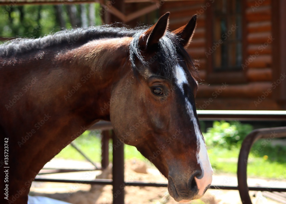 Fototapeta premium Русский конь Барклай на прогулке 