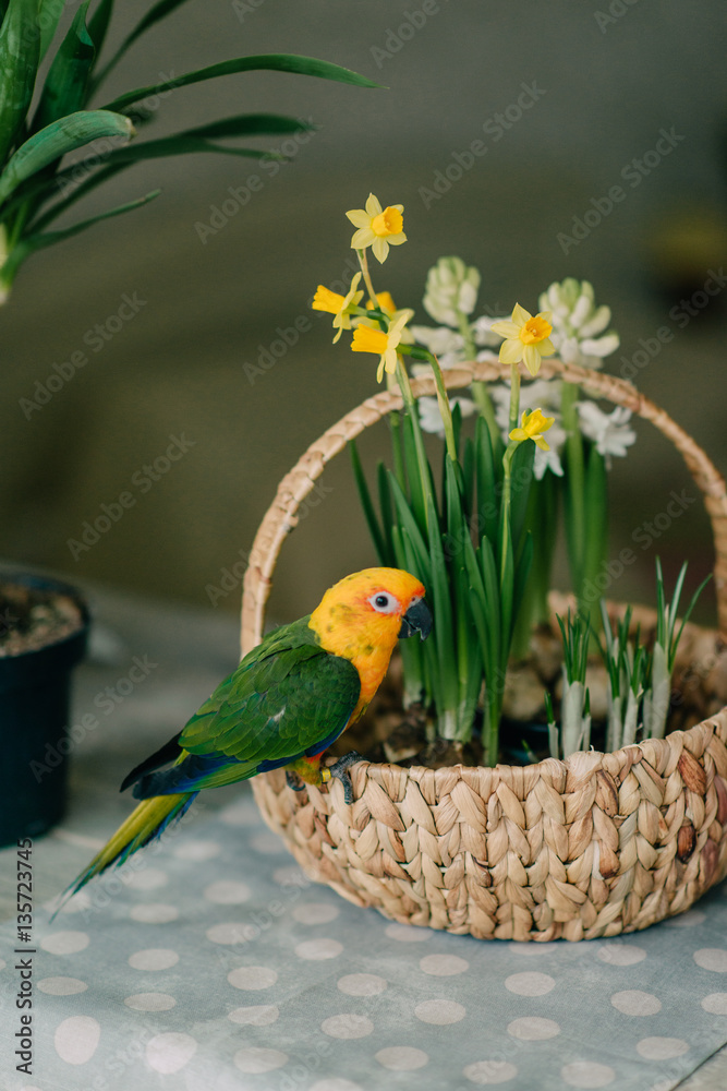 Fototapeta premium large parrot with a yellow head