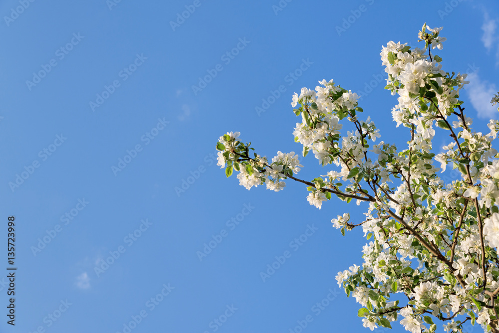 branch of blossoming apple tree on blue sky background branch of blossoming apple tree on blue sky background