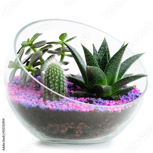 florarium in glass pots with cacti and succulents photo