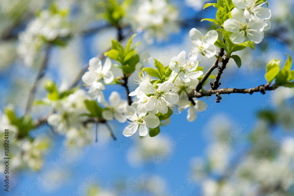branch of blossoming cherry tree in spring branch of blossoming cherry tree in spring