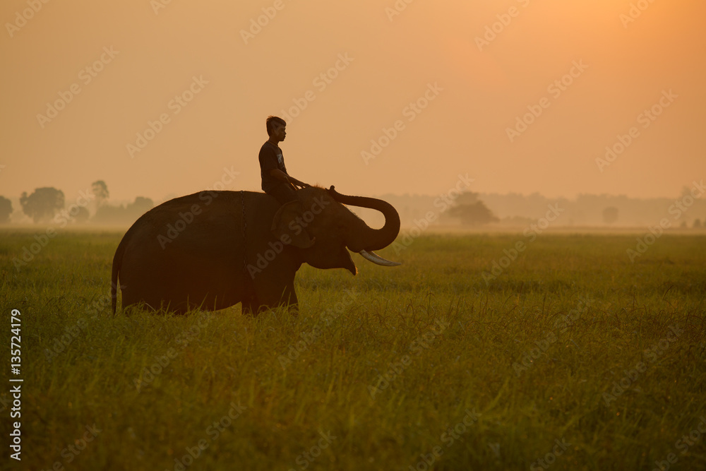 Fototapeta premium Man riding an elephant in the middle of the rice field during su