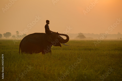 Man riding an elephant in the middle of the rice field during su