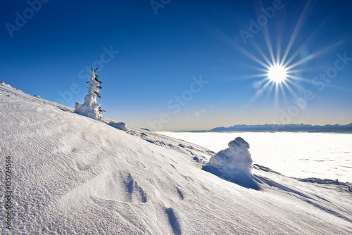 Snow covered tree on mountain with Tatra mountain background © aboutfoto
