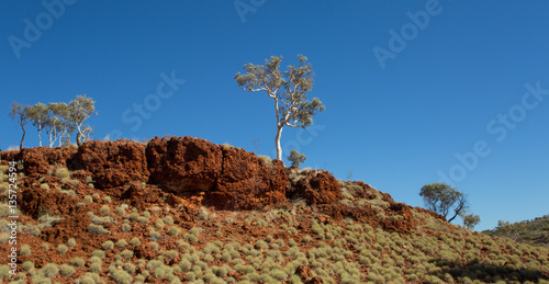 Outback Australia: Gum trees on a hill near Kalamina Gorge, Karijini NP, WA