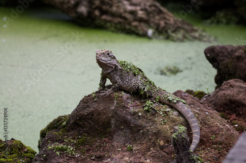 Dragon d eau australien