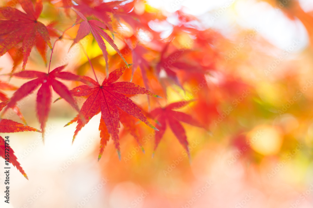 Maple tree Maple tree