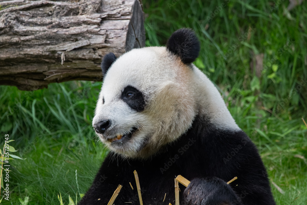 Fototapeta premium Panda géant en train de manger