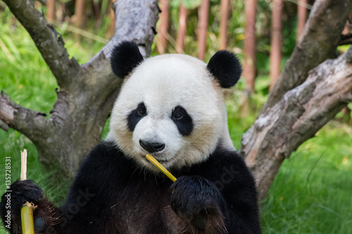 Panda géant en train de manger © Jerome