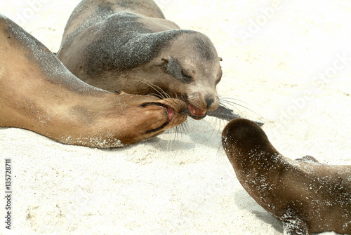 Socializing Galapagos Sea Lions  Galapagos