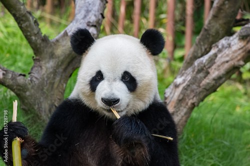 Panda géant en train de manger © Jerome
