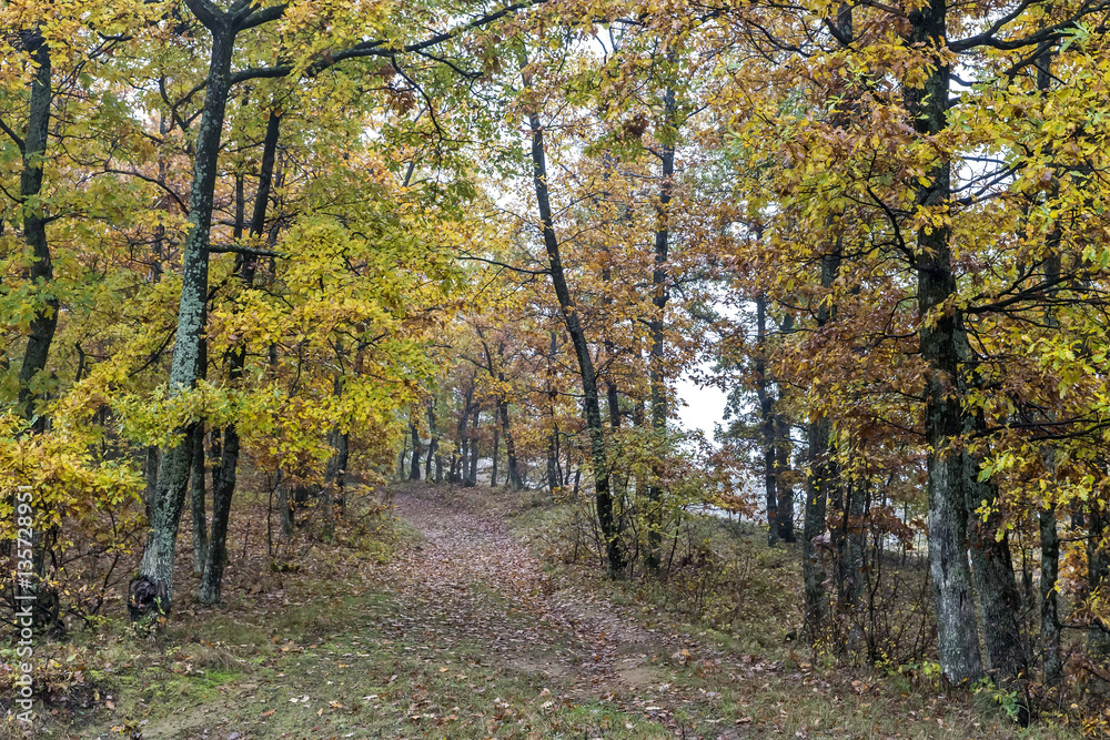 Fototapeta premium Autumn day in the woods