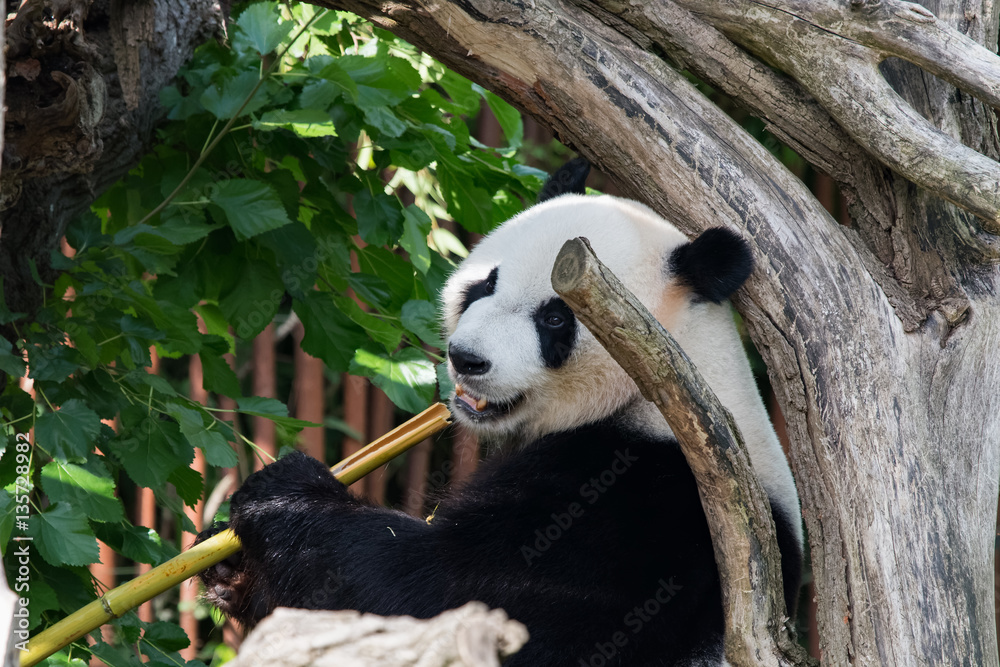 Panda géant en train de manger Stock Photo Adobe Stock