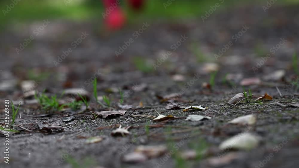 Closeup on shoe of fitness woman training and jogging at the forest. Healthy lifestyle and sport concept
Closeup on shoe of fitness woman training and jogging at the forest. Healthy lifestyle and sport concept