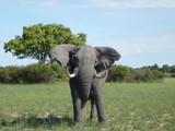 Elephant in African landscape
