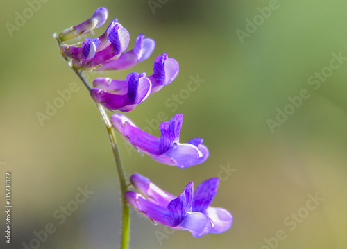 Fototapeta Naklejka Na Ścianę i Meble -  Purple bell flower