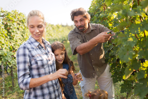 Wine grower family in vineyard before harvesting