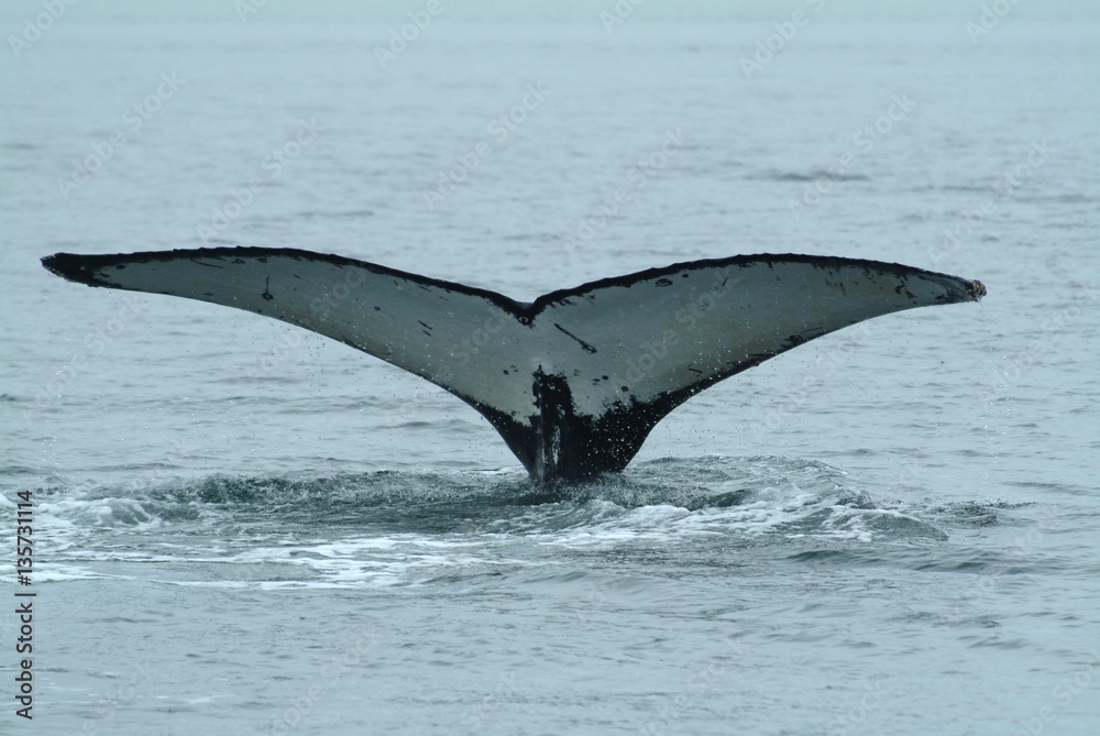 Obraz premium Humpback Whale Tail, Alaska