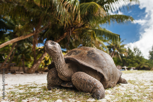 Seychelles. Giant tortoise on Curieuse Island