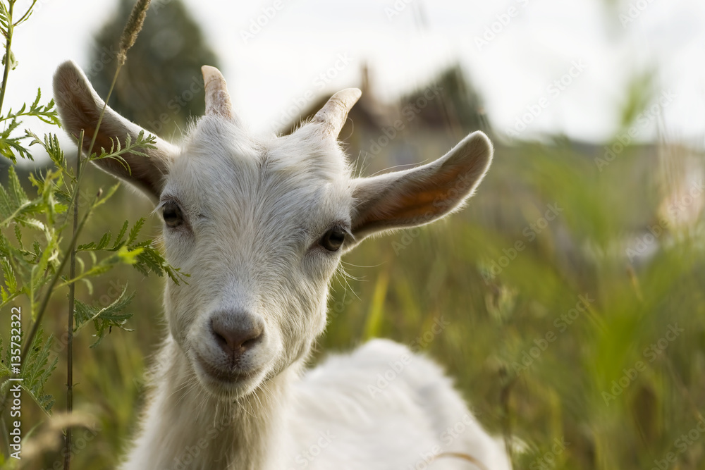 The portrait of white male goat close up on the field.