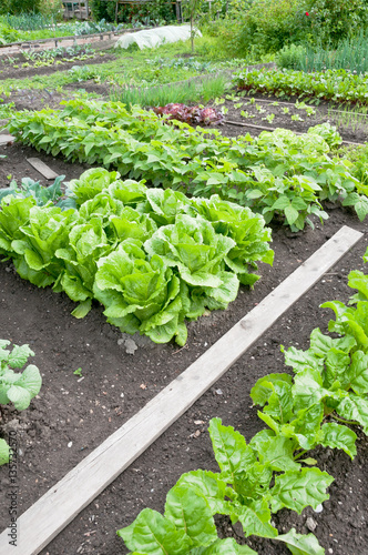 Batavia lettuce, fresh spinach, bean plants and other vegetables on a vegetable garden ground 
