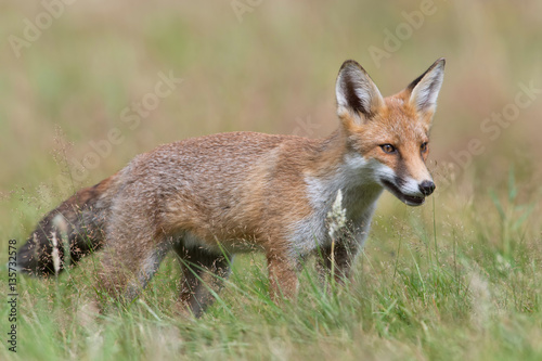 Red Fox (Vulpes vulpes)/Red Fox in summer meadow © davemhuntphoto