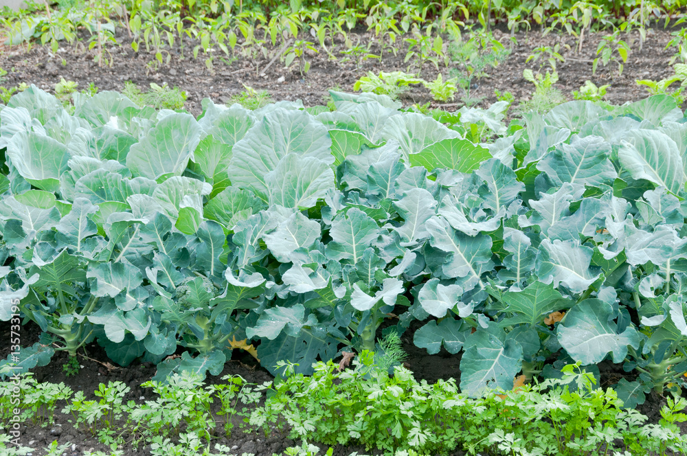 Broccoli plants on a vegetable garden ground Broccoli plants on a vegetable garden ground