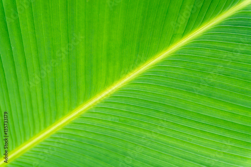 close up of texture on green palm tree leaf for background