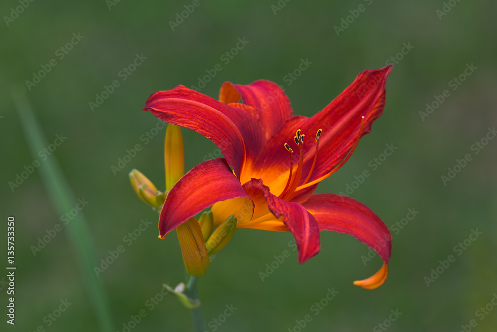 Spring blooming daylily flower in soft focus on light green background outdoor close-up macro. Spring template floral background wallpaper. Elegant gentle romantic lovely delicate artistic image. Spring blooming daylily flower in soft focus on light green background outdoor close-up macro. Spring template floral background wallpaper. Elegant gentle romantic lovely delicate artistic image.