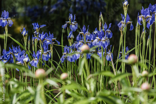 Fototapeta Naklejka Na Ścianę i Meble -  Spring blooming iris garden flowers outdoor. Spring template floral background wallpaper.  Elegant gentle romantic lovely delicate artistic image.