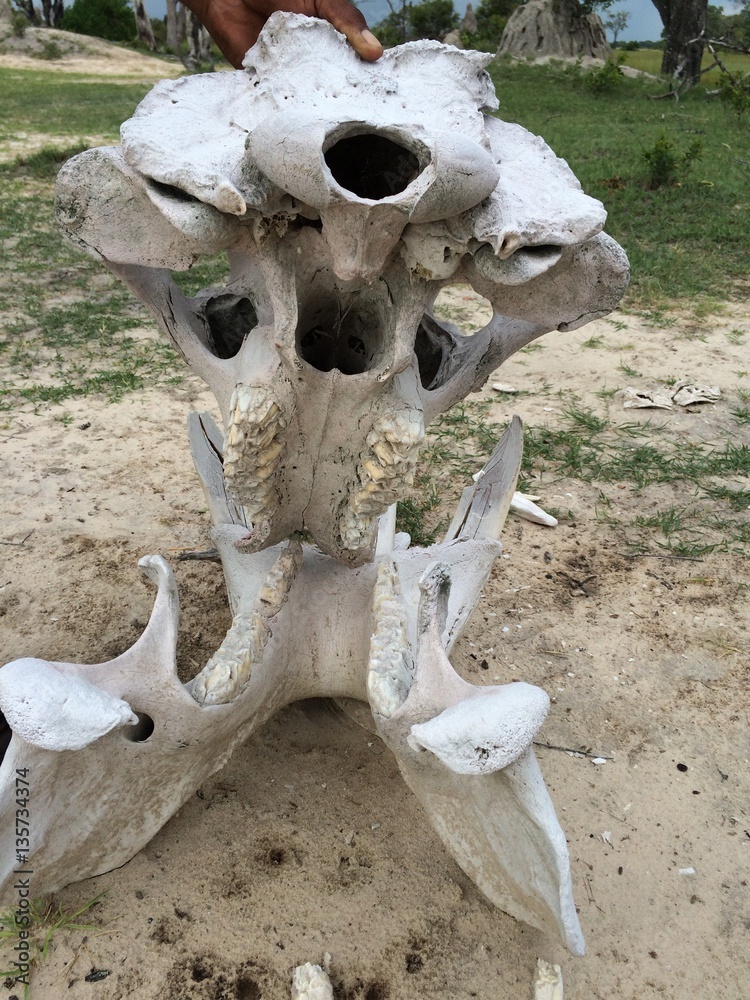 Hippo skull close-up