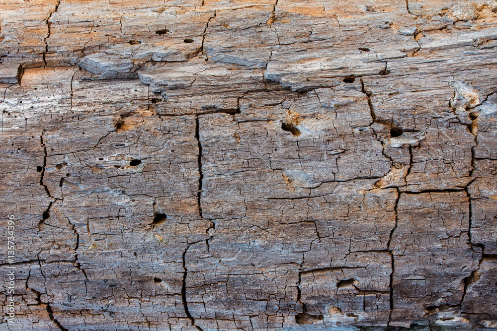 Rotting wood texture