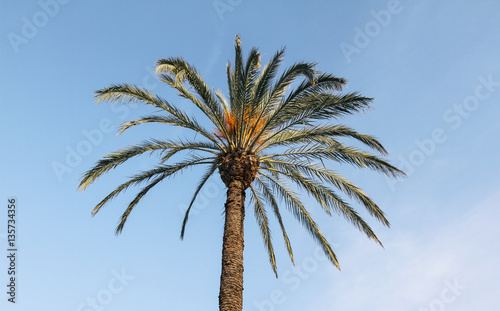 Palma tropicale in una giornata di sole