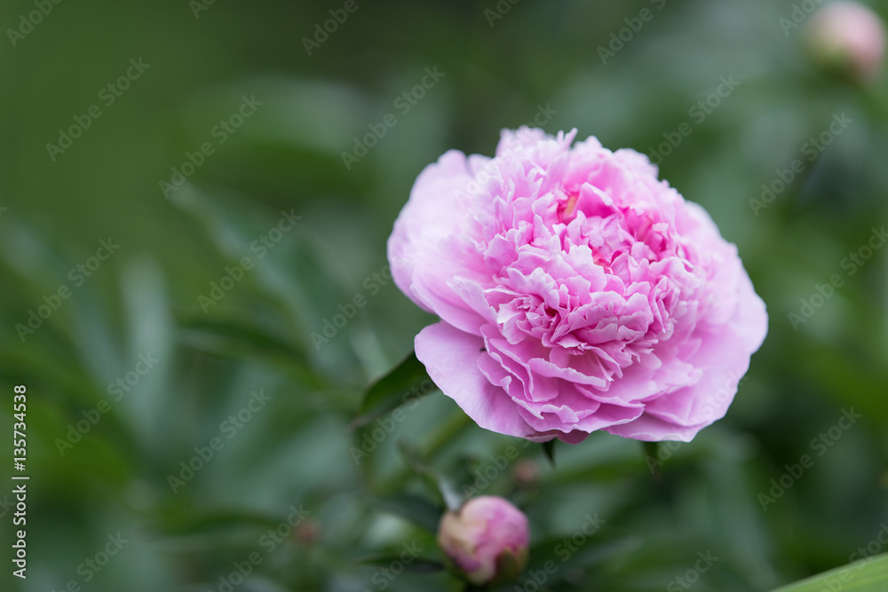 Blooming pink peony flower in soft focus on pastel green background outdoor close-up macro. Spring template floral background wallpaper. Elegant gentle romantic lovely delicate artistic image. Blooming pink peony flower in soft focus on pastel green background outdoor close-up macro. Spring template floral background wallpaper. Elegant gentle romantic lovely delicate artistic image.