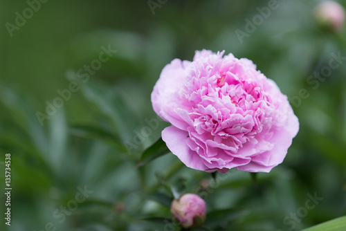 Fototapeta Naklejka Na Ścianę i Meble -  Blooming pink peony flower in soft focus on pastel green background outdoor close-up macro. Spring template floral background wallpaper.  Elegant gentle romantic lovely delicate artistic image.