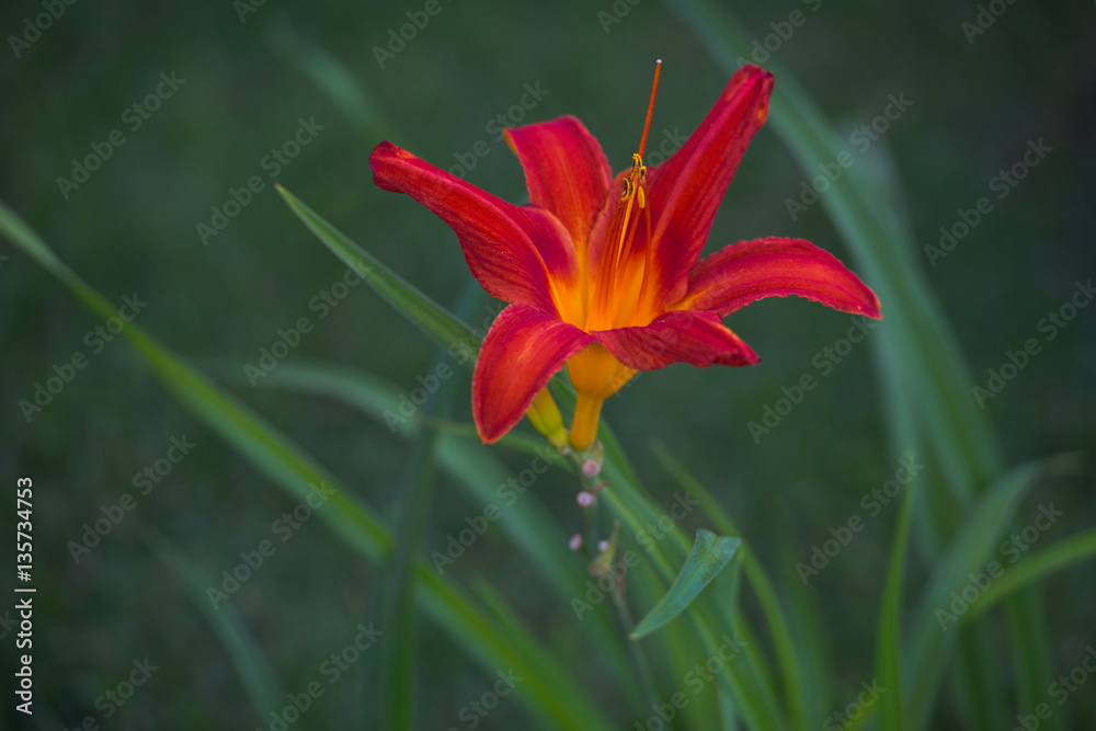 Spring blooming daylily flower in soft focus on green background outdoor close-up macro. Spring template floral background wallpaper. Elegant gentle romantic lovely delicate artistic image. Spring blooming daylily flower in soft focus on green background outdoor close-up macro. Spring template floral background wallpaper. Elegant gentle romantic lovely delicate artistic image.