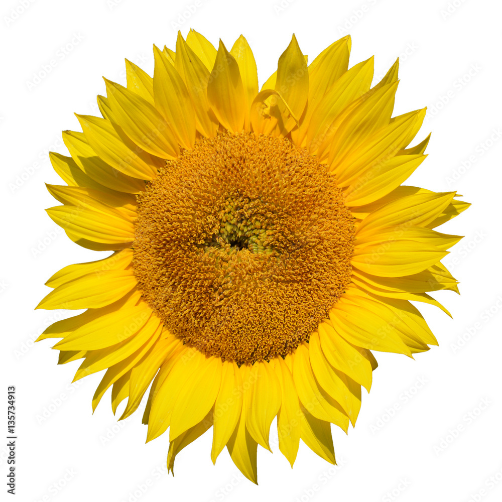 Naklejka premium Sunflower close up on white background