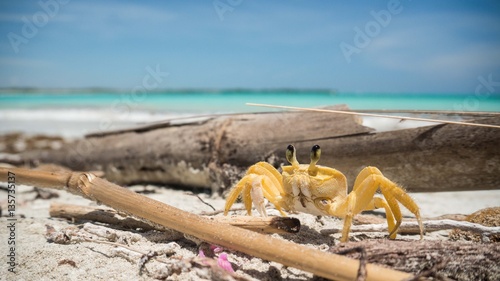 crab