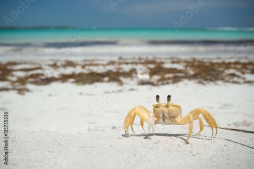 crab