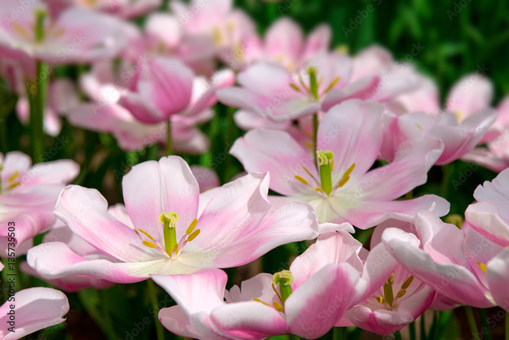 Fototapeta premium Pink tulips background.