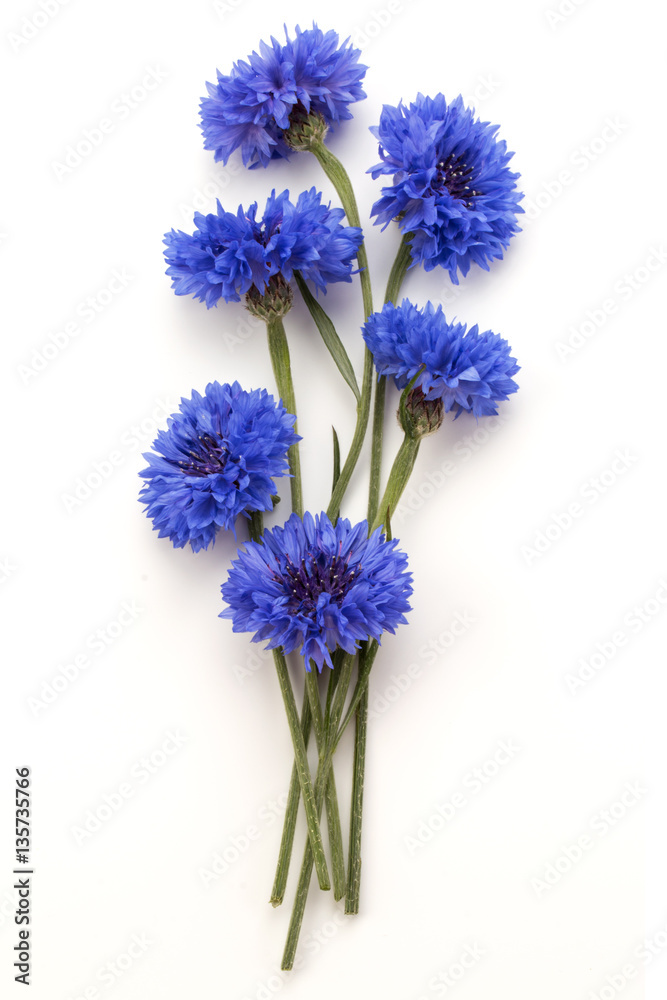 Fototapeta premium Blue Cornflower Herb or bachelor button flower bouquet isolated