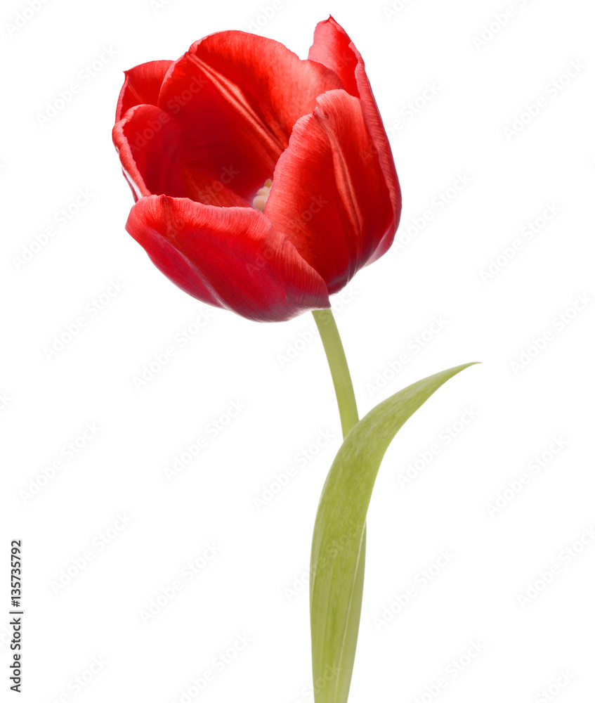 red tulip flower head isolated on white background red tulip flower head isolated on white background