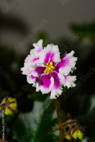 African violet plant